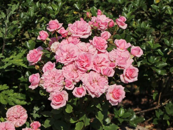 Bodendeckerrose 'The Fairy'
