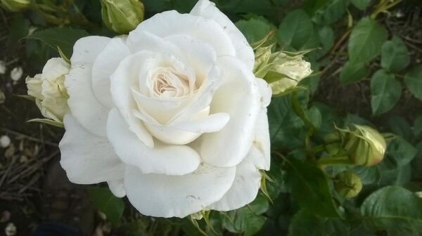 Rose 'Annapurna'