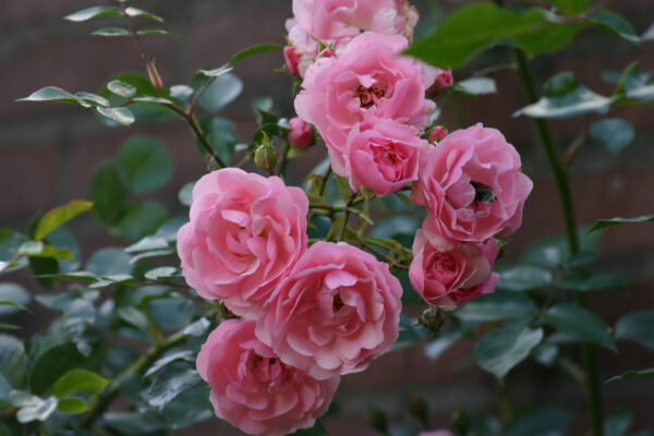 Rosa 'Bonica 82'