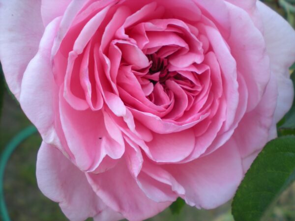 Rosa "Gertrude Jekyll"