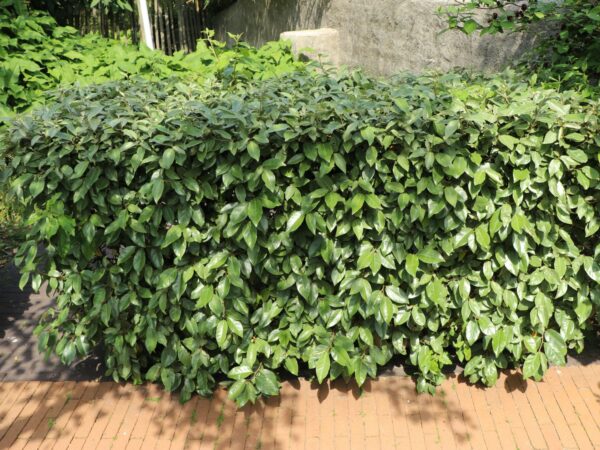 Elaeagnus ebbingei