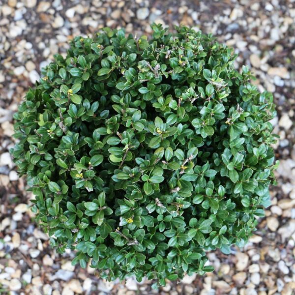 Ilex crenata 'Caroline Upright'
