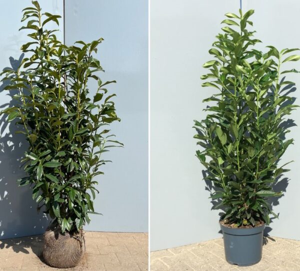 Prunus laurocerasus 'Elly'