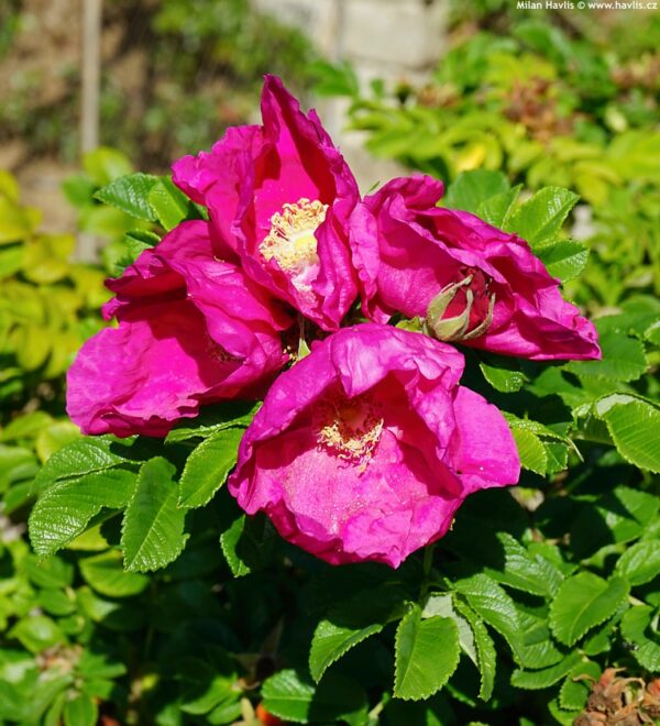 Rosa rugosa "Rubra"