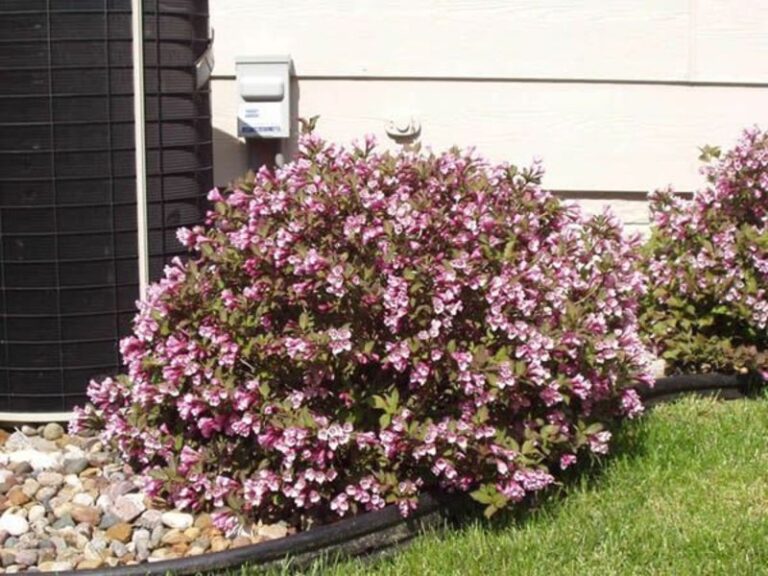 Weigela florida ‚Nana Purpurea‘ Baumschule Frank